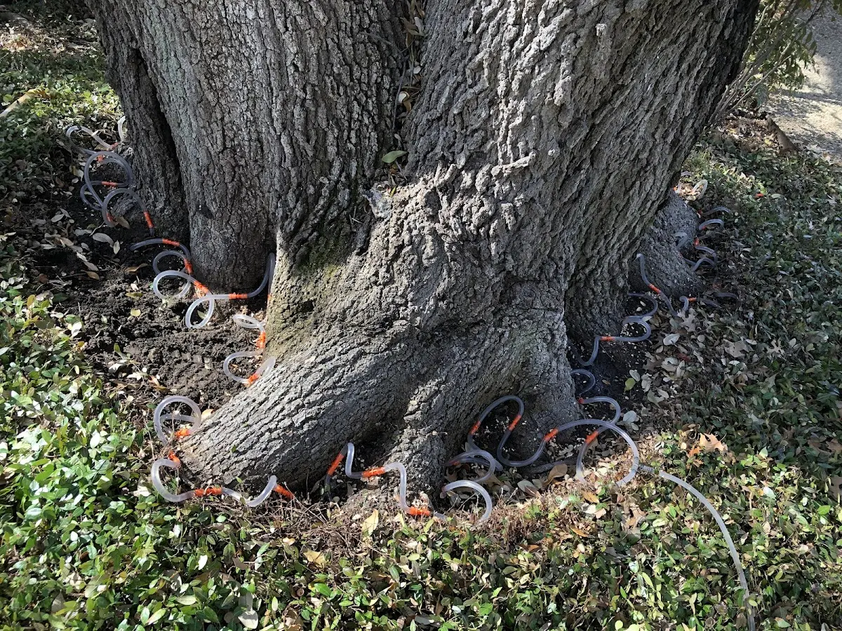 Detailed Tree Cabling and Bracing job site in Odessa