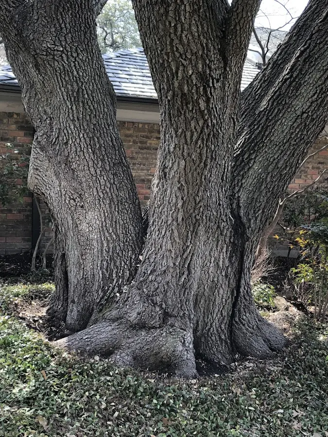 Mature heritage tree close to a Odessa property cared for by certified arborists